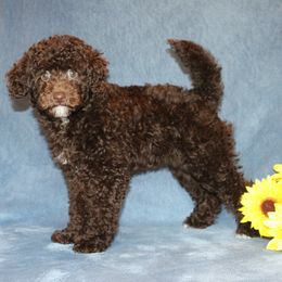 Poodle Puppies from 'Capon Cuties