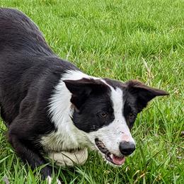 Nel - Border Collie