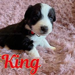 King - Black tri male Miniature Australian Shepherd puppy in Millington, Tennessee from Goading Glee Glade