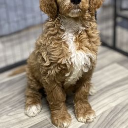 Goldendoodle Puppies from Totally Texas Doodles