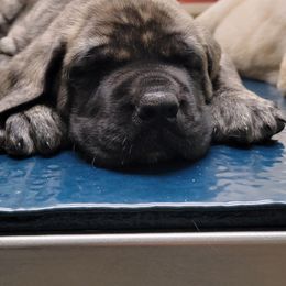 Mastiff Puppies from Stoneheart Mastiffs