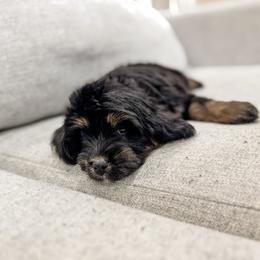 Reagan - female Bernedoodle puppy in Sharpsburg, Georgia from Steindoodles