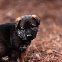 "Tan" German Shepherd Puppies from MCX K9