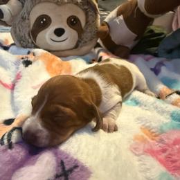 Girl 2 - Piebald female Dachshund puppy in Onalaska, Texas from Nicholes Doxies