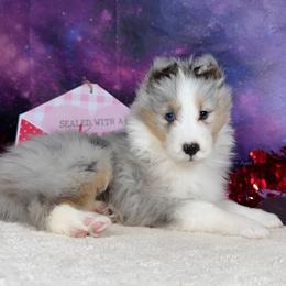 Pancake - Blue merle white and tan male Shetland Sheepdog puppy in Elk, Washington from Asgard Shetland Sheepdogs