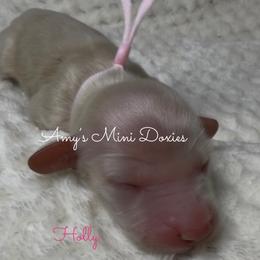Holly (Pink) - Cream female Dachshund puppy in Jena, Louisiana from Amy’s Mini Doxies