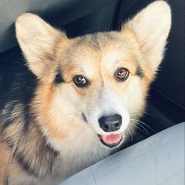 Fern - Pembroke Welsh Corgi