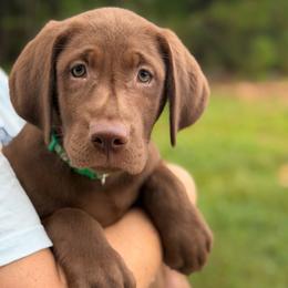 Axel - Chocolate male Labrador Retriever puppy in Archer Lodge, North Carolina from Archer Lodge Labradors