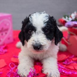 Rye - Black and white male Aussiedoodle puppy in Wilkinsville, South Carolina from Feather Branch Farm and Kennel