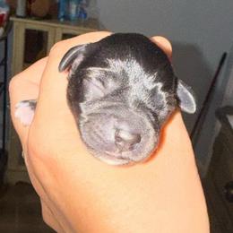 Green Collar - Black male Schnoodle puppy in Winchester, Tennessee from Mahaffey’s Doodles