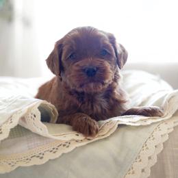 Aurora - Red  female Goldendoodle puppy in Vancouver, Washington from Blissful Doodles