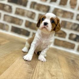Cooper - Blenheim male Cavalier King Charles Spaniel puppy in Jackson, Ohio from The Cavaliers at EAP Acres