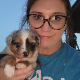 Australian Shepherd Puppies from Rustic Roots Australian Shepherds