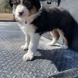 Girl 3 - Australian Shepherd puppy in Blum, Texas from 4P Poteet Farms
