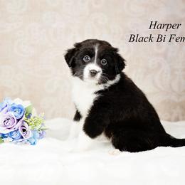 Harper - Black & white female Miniature Australian Shepherd puppy in Mechanicsburg, Pennsylvania from TJ's Aussies