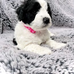 Sheepadoodle Puppies from Maplesierradoodles