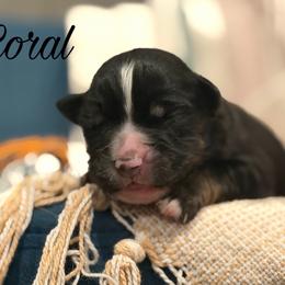 Coral - Black tri female Miniature Australian Shepherd puppy in Sandy Hook, Kentucky from RidgeTop Aussies