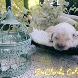 Golden Retriever Puppies from DeClercks Goldens
