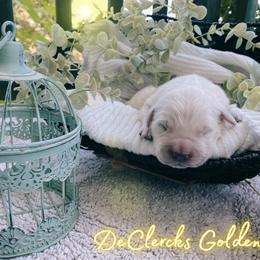 Golden Retriever Puppies from DeClercks Goldens