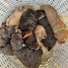 Sheepadoodle Puppies from Sarah Pearl’s Mini Sheepadoodles
