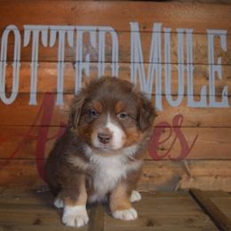 Alf - Red tri-color male Australian Shepherd puppy in Wichita Falls, Texas from Spotted Mule Aussies