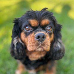 Charlotte - Cavalier King Charles Spaniel