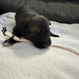 Girl 2 - Sable female German Shepherd puppy in Denver, Colorado from Morales Kennels