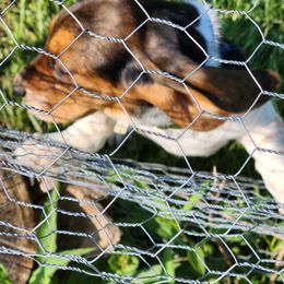 Basset Hound Puppies from Riley Bassett Hounds