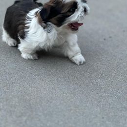 Basil - Red and white female Shih Tzu puppy in Ontario, Oregon from Keeper of the Stars