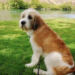 Saint Berdoodle All Grown Up from Mason Creek Saint Berdoodles, LLC