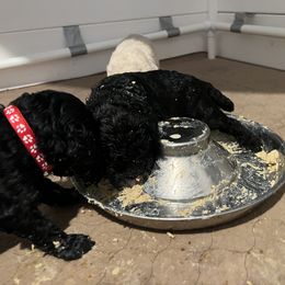 Poodle Puppies from Tyler Family Poodles