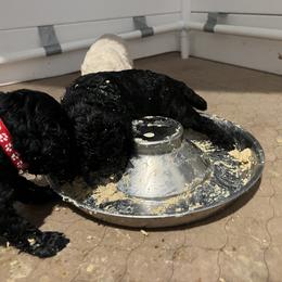 Poodle Puppies from Tyler Family Poodles