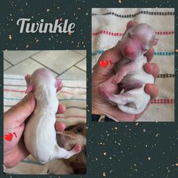 Twinkle - Cream male Dachshund puppy in Grove, Oklahoma from Dachs on the lake