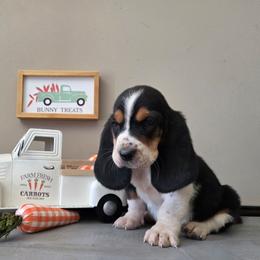 Viper - Black white and brown male Basset Hound puppy in Denison, Texas from Emma Lou's Baby Bassets