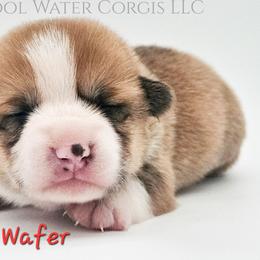 Wafer - Red male Pembroke Welsh Corgi puppy in Kiowa, Colorado from Cool Water Corgis LLC