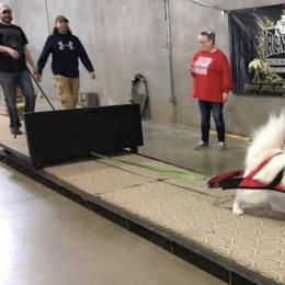 Samoyeds from T&M Samoyeds