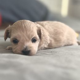 Pip - White male Maltipoo puppy in Springtown, Texas from North Texas Puppies