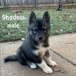 Shadow - Agouti and white male Siberian Husky puppy in Elkin, North Carolina from Blue Ridge Shadow Huskies