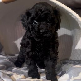 Bean - Black male Havapoo puppy in Lake Ann, Michigan from Riyem Wildflower Farms