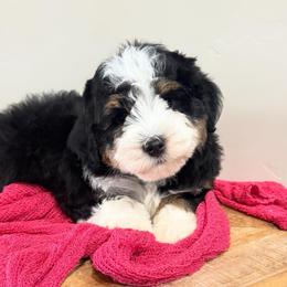 Daisy - Tri-color female Bernedoodle puppy in Horseshoe Bend, Idaho from Over the Moon Poodles and Doodles