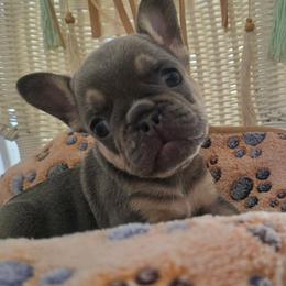 Lilac and tan male - Liver male French Bulldog puppy in Tuscaloosa, Alabama from J & J classic frenchies