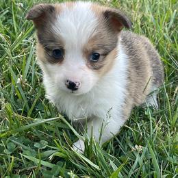 Lilly - Red female Pembroke Welsh Corgi puppy in Mount Carmel, Tennessee from Hidden View Farm
