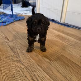 Cavapoo Puppies from House of Cavapoos