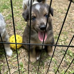 Miniature Australian Shepherd and Toy Australian Shepherd Puppies from Hailey's Miniature Australian Shepherds
