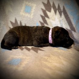 Pink - Brindle female Belgian Malinois puppy in Constantia, New York from Creek Corners