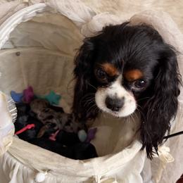 Cavapoo puppies from Cavapoo Puppy Parade