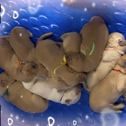 Golden Retriever Puppies from Rangel’s Adorable Golden Retrievers of Dallas Texas