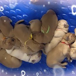 Golden Retriever Puppies from Rangel’s Adorable Golden Retrievers of Dallas Texas
