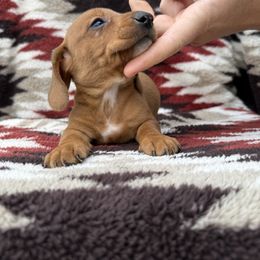 Boy 1 - Red male Dachshund puppy in Warsaw, Ohio from Mohawk Creek Dachshunds