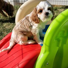 Cavapoo Puppies from Cedar Sprout Puppies